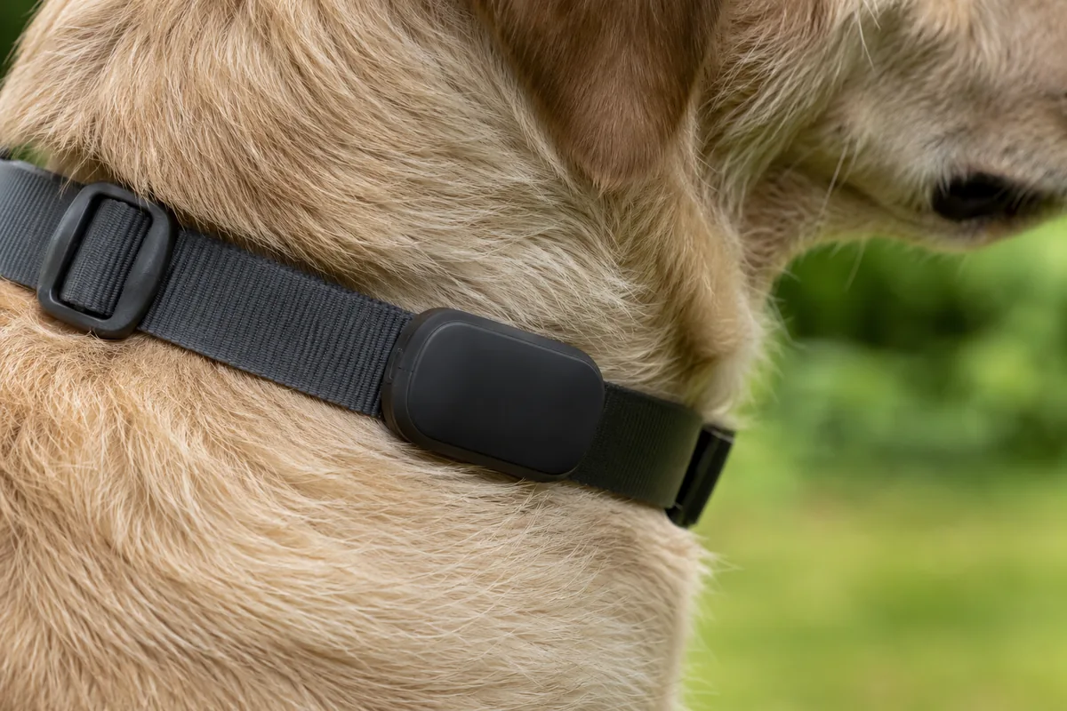 Primer plano de un perro con un localizador GPS en el collar