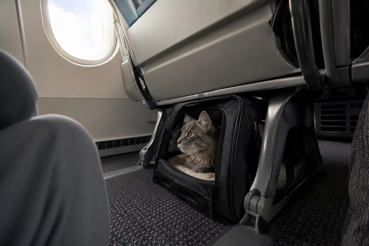 Gato tranquilo en un transportín blando junto al asiento durante un vuelo