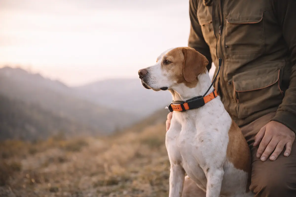 Perro de caza tranquilo con collar localizador en exterior: sensación de seguridad y control